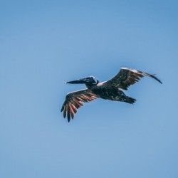 In Flight